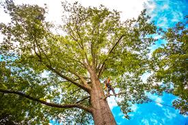 Best Tree Mulching  in Blackhawk, CA