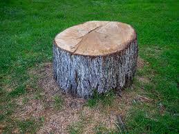 Best Emergency Tree Removal  in Blackhawk, CA