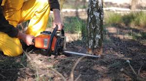 Best Firewood Processing and Delivery  in Blackhawk, CA