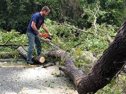 Best Tree Disease Treatment  in Blackhawk, CA