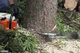 Best Leaf Removal  in Blackhawk, CA