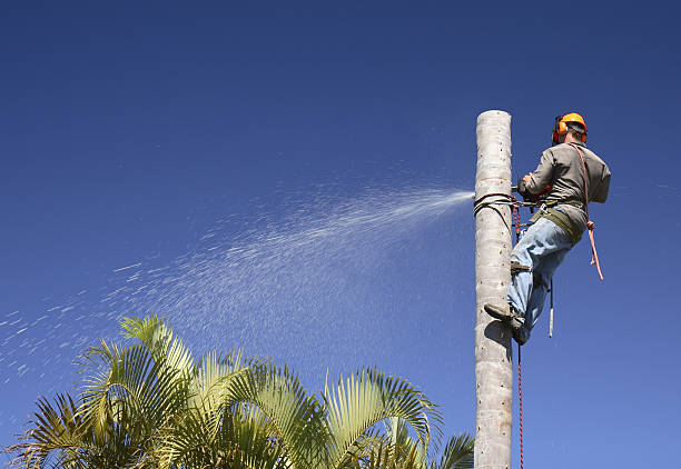 Best Lawn Watering Services  in Blackhawk, CA