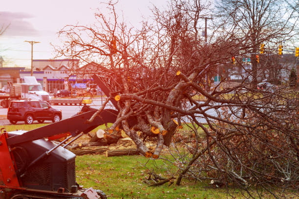 Best Storm Damage Tree Cleanup  in Blackhawk, CA