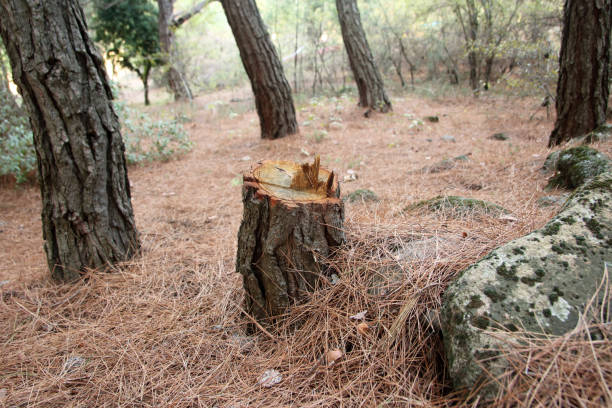 Trusted Blackhawk, CA Tree Care Experts