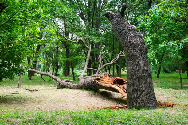 Best Tree Risk Assessment  in Blackhawk, CA