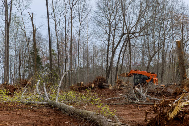 Best Root Management and Removal  in Blackhawk, CA