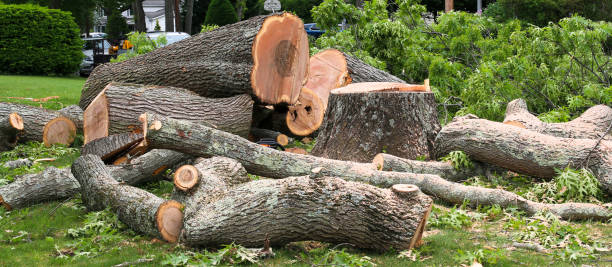 Best Tree Removal  in Blackhawk, CA