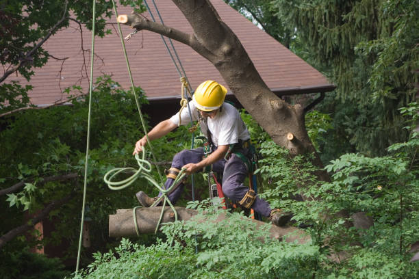 Best Arborist Consultation Services  in Blackhawk, CA