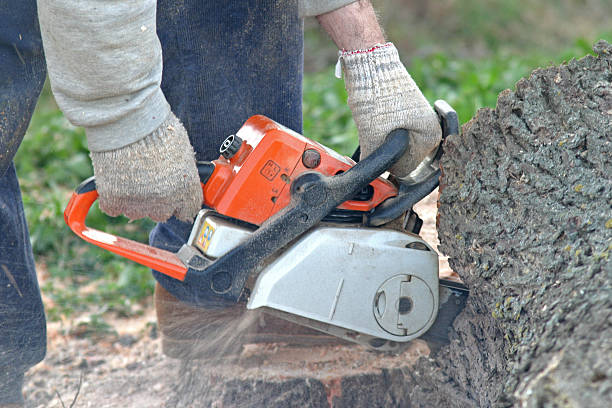 Best Commercial Tree Services  in Blackhawk, CA