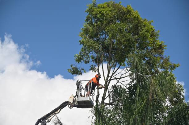 Best Soil Testing and Treatment  in Blackhawk, CA