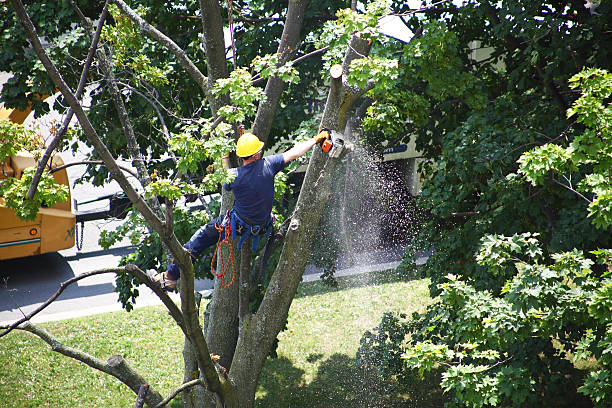 Lawn Maintenance Plans in Blackhawk, CA