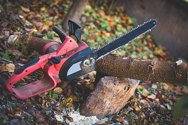 Best Fruit Tree Pruning  in Blackhawk, CA